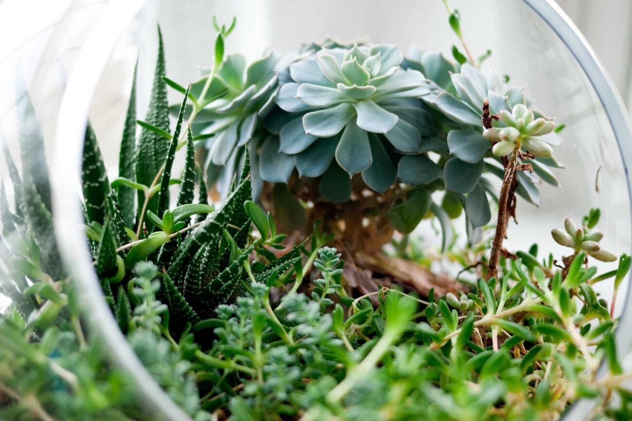 Succulent plants in glass terrarium, vibrant green and blue hues, perfect for home decor and indoor.